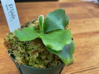 Amazon.co.jp: frog_yamato【vellii ベリー】hillii has × veichii